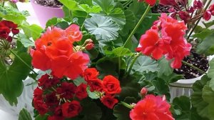 Борьба с болезнями на Пеларгонии, Герани