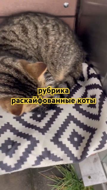 Сибирским котам повезло меньше