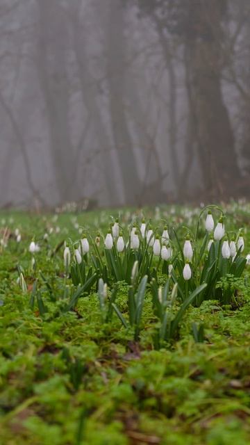 Первые подснежники и цикламены! Крым 2026!