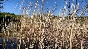 В КАМЫШЕ...ЗОЛОТЫЕ ЛАПТИ ПРУТ! Крупняк ПОД ЛОДКОЙ на ПОПЛАВОК! Рыбалка на карася