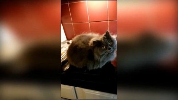 #смешныевидео -920