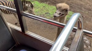 Прикольный страус