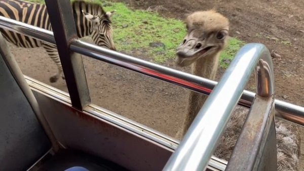 Прикольный страус