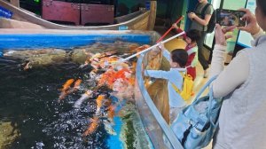 2026.01.15 Гуанчжоу, Океанариум, кормление рыбок