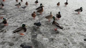 Кемерово - плаваем. И уточки)