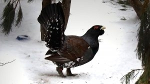 Максимальная бдительность и настороженность у глухаря, который решил полакомиться витаминчиками.