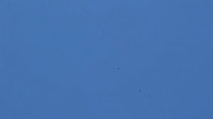 Полет Николаевских Голубей!