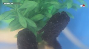 Ученые Приморского океанариума вырастили потомство морских коньков