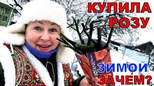 А как сохранить розу в коробке, если вы купили ее зимой_ Мой проверенный способ