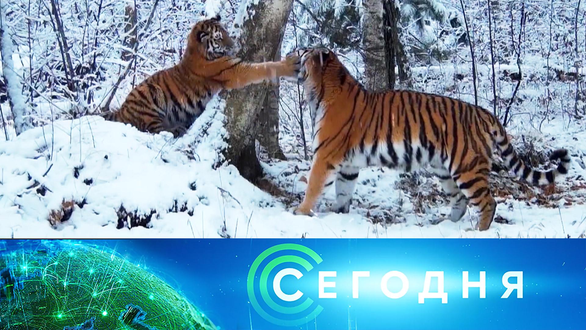 «Сегодня»: 11 февраля 2026 года. 13:00 | Выпуск новостей | Новости НТВ смотреть онлайн