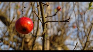 Меру надо знать 2 (Suno AI)