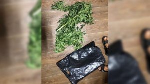 В Армавире с начала года зарегистрировано 10 наркопреступлений