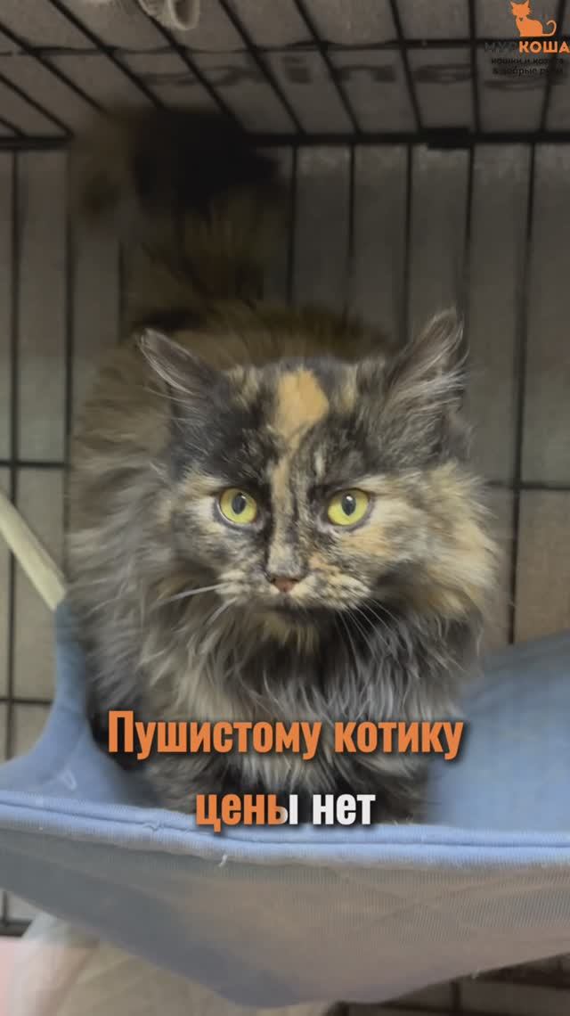 Туся ждёт вас в приюте #Муркоша смотреть онлайн