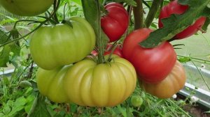 Сорт Томата - он лучший. Полный обзор на 2026 год.