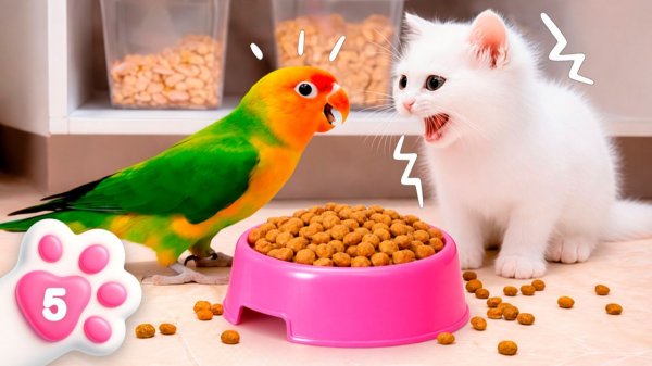 Как попугай и котенок Кефир завтрак искали  Беспорядок на кухне!