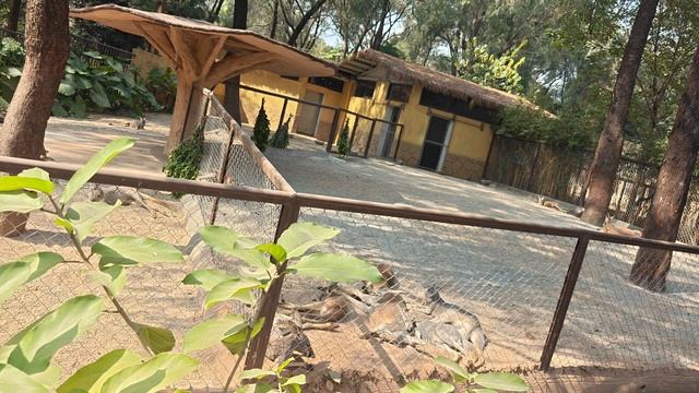 2026.01.15 Гуанчжоу, Guangzhou Zoo Amusement Park, кенгуру