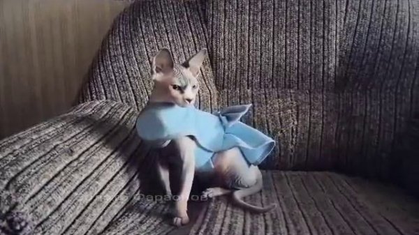 Keepers of the Fire Bacardi Blue Eurasia & Золото Фараонов