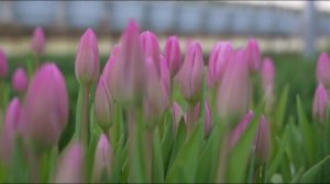Сотни тысяч тюльпанов выращены в тюменских теплицах к весне