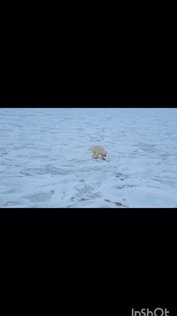 За маской ледяного спокойствия скрывается... далее 🕵️см в описании видео... 🐻❄️🕵️ смотреть онлайн