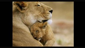 ЗАЩИТА ДЛЯ СЫНА И ДОЧЕРИ. ПРОВОДИТ МАТЬ