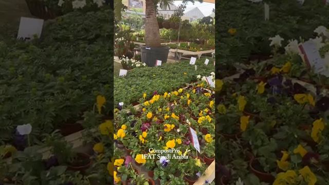 В Саудовской Аравии продают деревья за 400 тысяч?