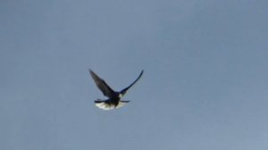 27.05.24г. голуби ВЫСОТНЫЙ ТОРЕЦ