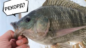 ЛЕГКАЯ СНАСТЬ ПРОТИВ ТРОФЕЙНОЙ ТИЛЯПИИ. ТЕСТ СПИННИНГА. РЫБАЛКА НА МИКРОДЖИГ В УДОМЛЕ. ЧАСТЬ 3.