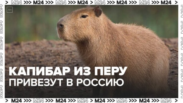 В Россию завезут капибар из Перу для размножения - Москва 24