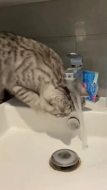 Вода и кошки/ water and cat #funny #котофейка #cat #видосыоткота #веселыекоты #animals смотреть онлайн