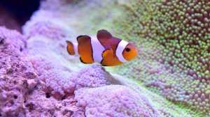 музыка без слов и без авторских прав