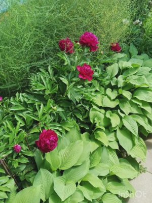 В моём садочке цветут цветочки, для вас