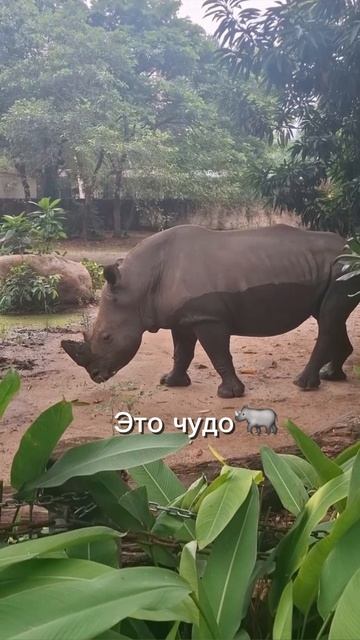 Чудо🦏🤣