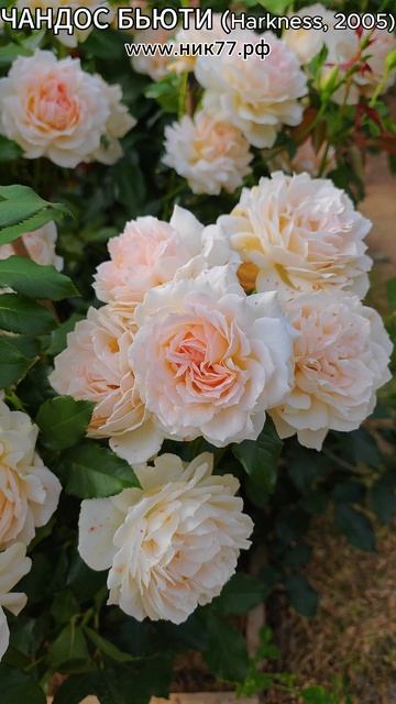 РОЗА ЧАНДОС БЬЮТИ (Sweet Love, Morten Korch) смотреть онлайн