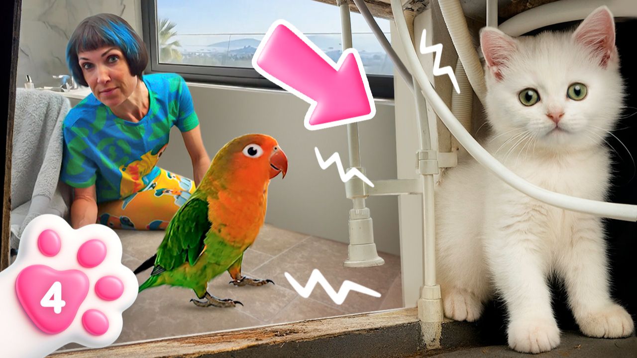 Котенок Кефир испугался попугая! Смотри, как Маша выручает котенка и знакомит его с пернатым гостем смотреть онлайн