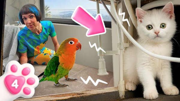 Котенок Кефир испугался попугая! Смотри, как Маша выручает котенка и знакомит его с пернатым гостем
