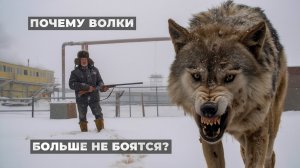 Волки выходят к людям: почему они перестали бояться и что делать при встрече