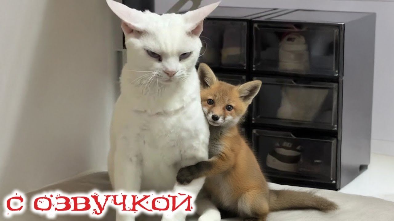 Приколы с котами! СМЕШНЫЕ КОТЫ - С ОЗВУЧКОЙ! САМЫЕ СМЕШНЫЕ животные! ДО слез! смотреть онлайн