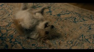 Лучшее лекарство 2 серия «Бобы, как обычно» (сериал, 2026)