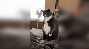 #смешныевидео -916