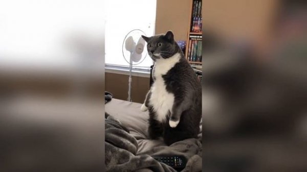 #смешныевидео -916