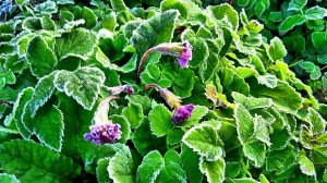 Осенние цветы и деревья