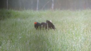 DSCN1809На тетеревином току -3.