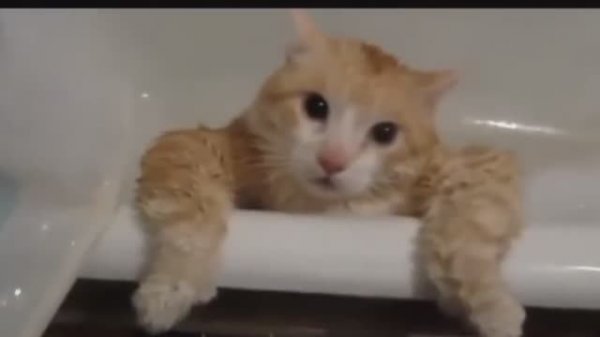 #смешныевидео -909