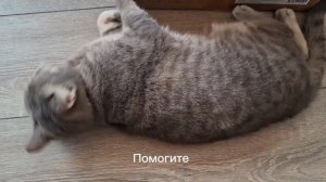 Ограбление🐱🐶🤣