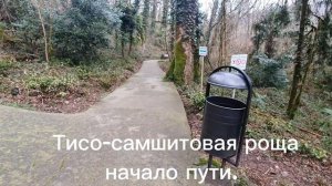 Тисо-самшитовая роща — реликтовый лес на восточном склоне горы Ахун в городе Сочи. Начало пути.