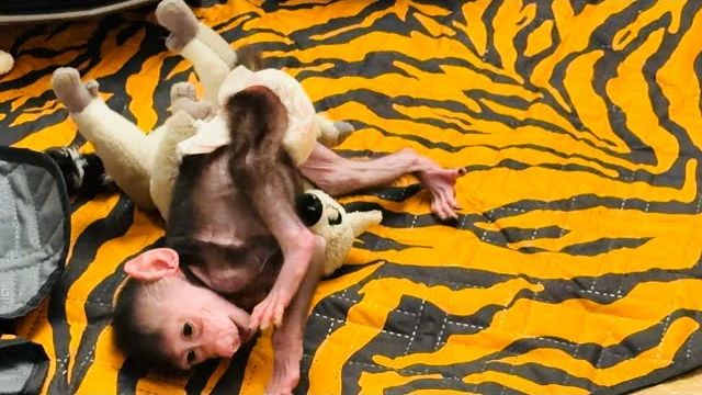 У Николь сегодня ГИПЕР АКТИВНОЕ состояние, она бегает как электровеник😂 смотреть онлайн