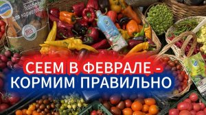 Что сажать в феврале на рассаду Какие удобрения выбрать для рассады с защитой от черной ножки