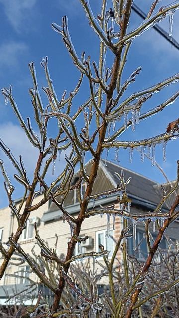 опасная красота