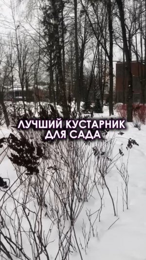 ЛУЧШИЙ КУСТАРНИК ДЛЯ САДА
