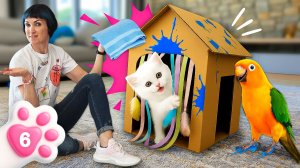 Новый домик для Кефира – котенок и попугай попали в краску!
